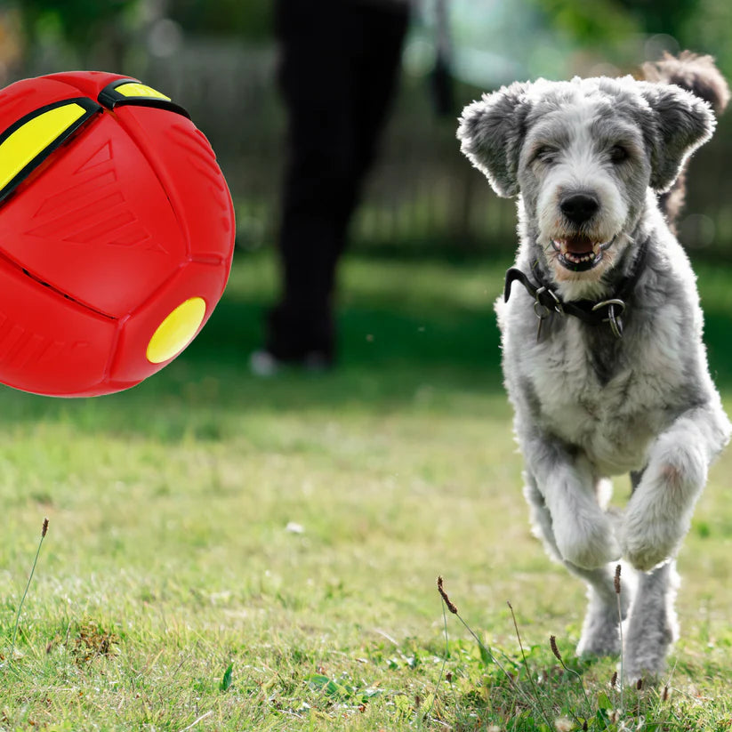 Fly ball/Disco pelota Mascota